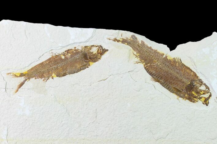 Bargain Pair of Fossil Fish (Knightia) - Green River Formation #136551